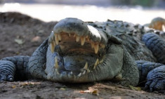 Cá sấu cắn chết du khách tại Indonesia