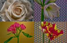 Chụp gần 10.000 ảnh để xem quá trình nở của 21 loại hoa