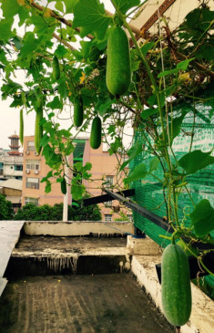 Giàn bầu bí trên sân thượng của Thuận Việt