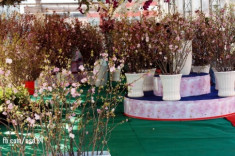 Hoa anh đào khoe sắc trong lễ hội ở Đồng Nai