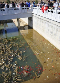 Khách Trung Quốc thả tiền cầu may làm chết ao cá chép koi