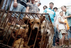 Lễ hội ăn thịt chó gây tranh cãi ở Trung Quốc