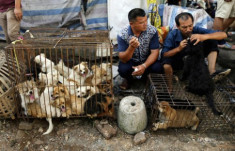 Lễ hội thịt chó ở Trung Quốc có nguy cơ bị cấm