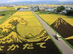 Ruộng lúa khổng lồ trở thành điểm du lịch không thể bỏ qua khi đến Nhật