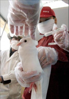 Trung Quốc phát hiện virus H7N9 trên bồ câu