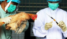 Virus H7N9 biến đổi dễ gây bệnh trên người