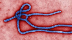 Virút Ebola đang biến thể, trở nên “khó chữa”