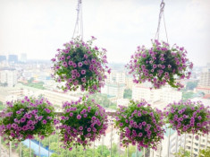 Ban công tầng 18 ngập hoa rực rỡ ở Hà Nội