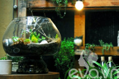 Terrarium: Học cách tự trồng cây trong bình kính