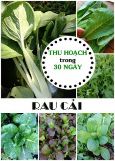 Tháng 9 trồng rau cải ăn mỏi miệng suốt mùa đông