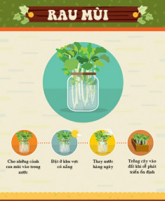 Trồng cây mua một lần ăn mãi (kỳ 5): 20 ngày trồng rau mùi