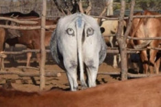 Vì sao những chú bò châu Phi đều mang hình đôi mắt trên mông?