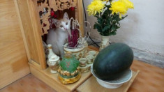Những chú mèo thích trèo bàn thờ “buôn hoa quả”