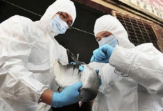  Trung Quốc không có ca cúm H7N9 mới trong tuần qua 