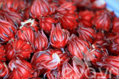 Vào mùa, hoa atiso đỏ giá 25-30.000 đồng/kg đắt hàng