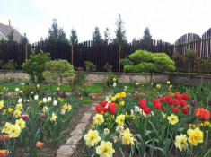 Khu vườn 250m² của mẹ Việt “6 năm nhặt sỏi trồng hoa”