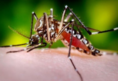  Lần đầu tiên thả muỗi để phòng bệnh sốt xuất huyết 