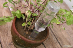 Chế bình truyền nước siêu dễ cho cây khi đi vắng lâu ngày