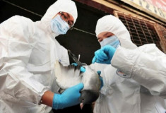  Cúm H7N9 ở Trung Quốc có thể ‘lây từ người sang người’ 