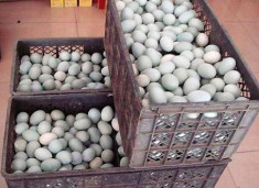  Trứng vịt muối Trung Quốc chứa chất ung thư 