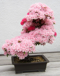 15 cây bonsai siêu độc ‘có tiền mua cũng chẳng được’