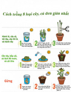 Bí kíp trồng 8 loại rau củ dễ tìm, sẵn có