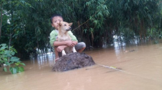 Bơi ra dòng nước lũ cứu chó nhưng không thể vào bờ, chú bé 6 tuổi bật khóc