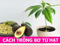 Cách trồng cây bơ từ hạt đơn giản mà không tốn kém