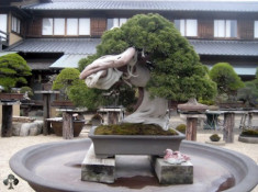 Chiêm ngưỡng mẫu bonsai đẹp nhất thế giới