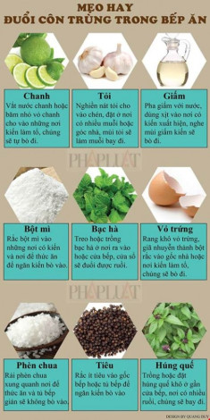 Infographic: Mẹo hay đuổi côn trùng trong bếp ăn