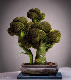 Mê mẩn biến tấu bonsai trồng từ rau, củ, quả