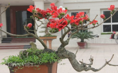 Ngắm cây gạo “nhí” nở hoa khiến dân chơi bonsai mê mẩn