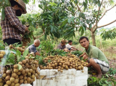 Người dân, nhà khoa học nói gì trước thông tin dùng lưu huỳnh làm bóng nhãn lồng Hưng Yên?