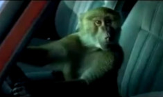  Khỉ giả chết cướp xe hơi 