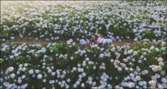 Cánh đồng hoa cẩm tú cầu đẹp như tranh vẽ ở ngoại ô Đà Lạt 