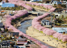 Ngôi làng Nhật rực hồng mùa hoa anh đào 