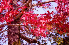 Vẻ đẹp thơ mộng mùa lá đỏ Nhật Bản 