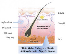 Tại sao placenta ưu việt hơn collagen trong việc chăm sóc da?