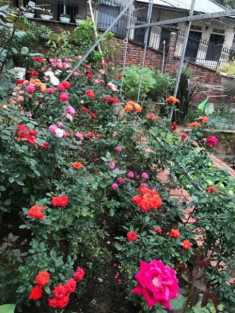 Chị gái đất Quảng chia sẻ bí quyết chăm vườn hồng đa sắc màu ai ngắm cũng ngẩn ngơ