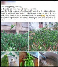 Chuyện thật như đùa: Ở Việt Nam có một vùng đất quanh năm ăn… canh xương rồng
