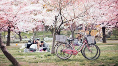 Đón mùa hoa Nhật Bản qua ẩm thực ngay giữa lòng Hà Nội