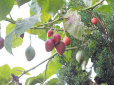 Kỹ thuật trồng cây cà chua lạ cho năng suất “khủng” được người làm vườn săn đón