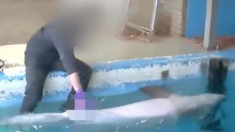 Sở thú Hà Lan bác bỏ lời tố cáo lạm dụng cá heo