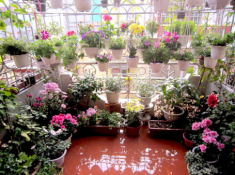 Thái Bình: Vườn hoa trăm chậu không cần bí quyết chăm trồng