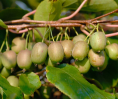 Mê mẩn trồng kiwi tí hon từ hạt cực đơn giản