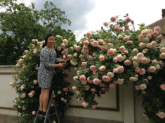 Mẹ Việt ở Hungary quý hoa hồng hơn cả kim cương
