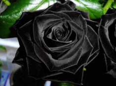 Sốt xình xịch trồng hoa hồng đen nở đúng hè