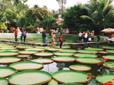 Sự thật không ngờ về hoa ưu đàm 3000 năm nở 1 lần mà lại mọc “nhan nhản” khắp nơi