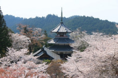 10 địa điểm check - in và thưởng thức mùa hoa anh đào đẹp nhất ở Nhật Bản