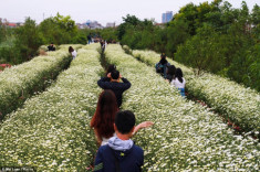 Giới trẻ Hà Thành lại ‘phát sốt’ với những bông Cúc họa mi đầu mùa!